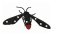 RMG213  Dotted Moth
