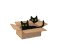 BFC2185 Cats in Hiding
