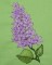 BFC0258 Lilacs
