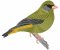 RMG263 Green Finch