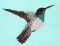BFC0269C Hummingbirds and Fuchsias