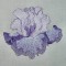 BFC0294 Watercolor Iris