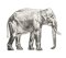 RMG2968 Elephant