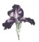 RMG2991  Purple Iris