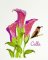 BFC31883 Vintage Flowers and Birds - Calla