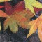 BFC0520 Window - Autumn Fantasy
