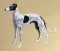 BFC0526 Greyhounds