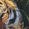 BFC0528 Window-The Tiger