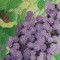 BFC0544 Window - Grapes
