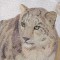 BFC0564 Window-Snow Leopard