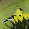 BFC0593 Window - Sunflowers and Finches