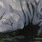 BFC0596 Window-A White Tiger