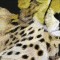BFC0670 Window-Cheetah