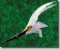 BFC0686 Snowy Egret