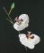 BFC0833 Orchids
