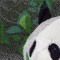 BFC0861 Window-Giant Panda