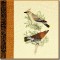 BFC0917 Audubon Birds by the Dozen