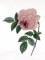BFC0929 Redoute Roses