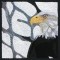 BFC0930 Window-An Eagle in Wintertime