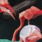 BFC0943 Window-Flamingos