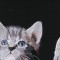 BFC0968 Window-Three Kittens