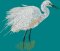 BFC2094 Snowy Egret