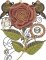 BFC2215 A Softened Steampunk Rose