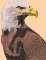 BFC2256 Two Proud Eagles