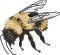 BFC32188 Honey Bee