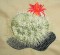 BFC0143 Flowering Cactus