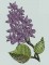 BFC0258 Lilacs