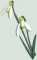 BFC0430 Lace Bowl & Doily - It's Spring
