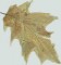 BFC0522 Falling Leaves