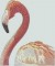 BFC0943 Window-Flamingos