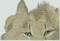 BFC0949 Window-Two Lynx Kittens