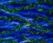 Landscape Pieces - Bright Leaves 2
