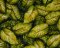 Landscape Pieces - Large Leaves 2