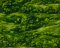 Landscape Pieces - Trees