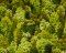 Landscape Pieces - Trees