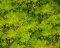 Landscape Pieces - Trees