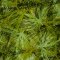 Landscape Pieces -Grasses 1