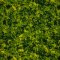 Landscape Pieces -Grasses 2