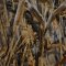 Landscape Pieces -Grasses 2