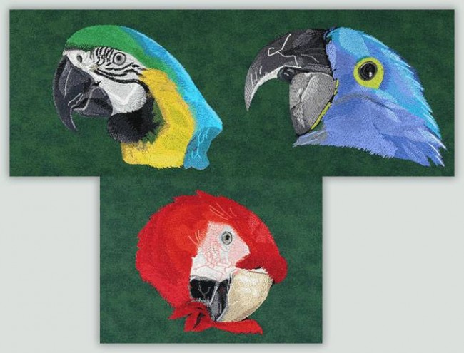 BFC1046 Three Parrot Portraits