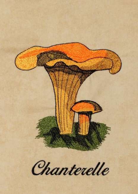 BFC1226 A Dozen Mushrooms