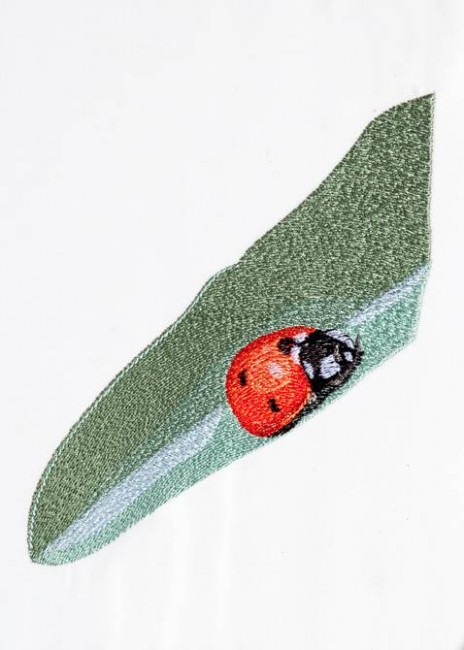 BFC1268 Ladybugs