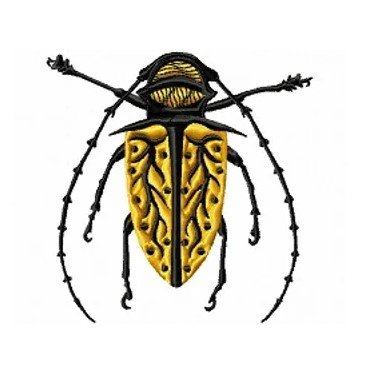 RMG134 Long Horn Beetle