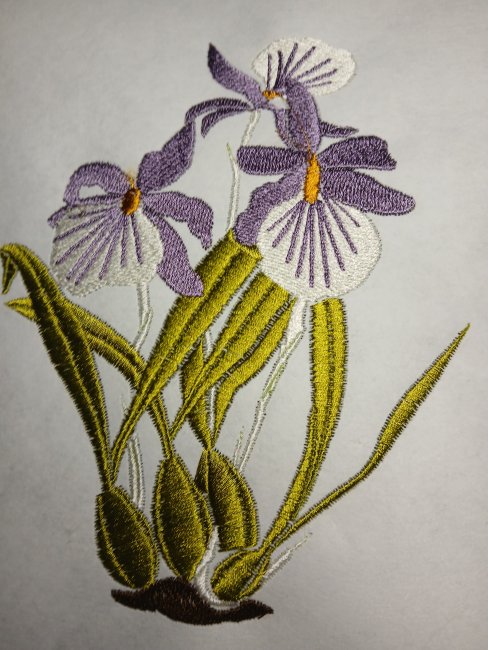 Elegant Iris
