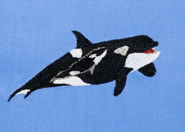 BFC1407 Orcas