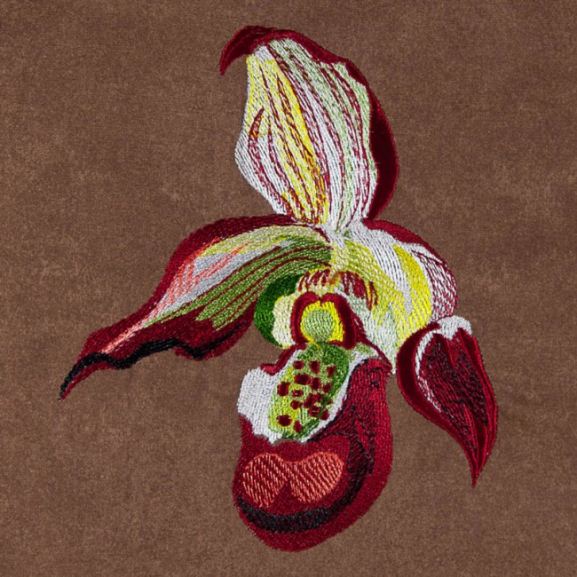 BFC1620 Ernst Haeckel's Orchids